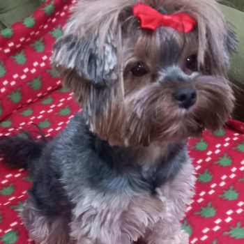 Resized_20231217_172017