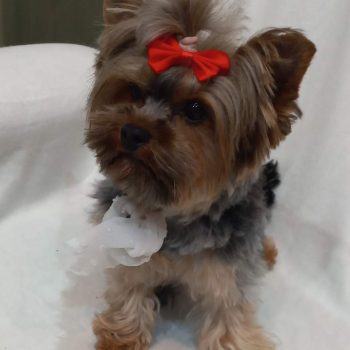 Resized_20240415_213202