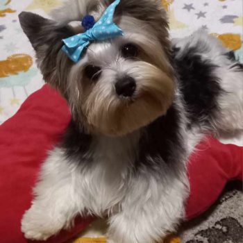 Resized_20241214_182155