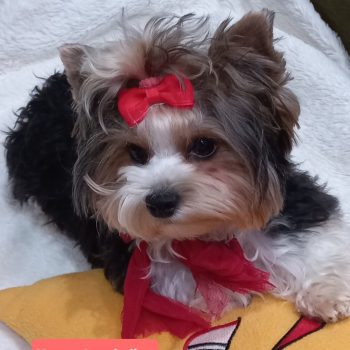 Resized_20250105_222813