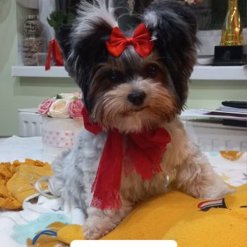 Resized_20250209_185920