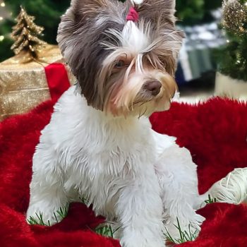 Resized_Photoroom-20241201_205819