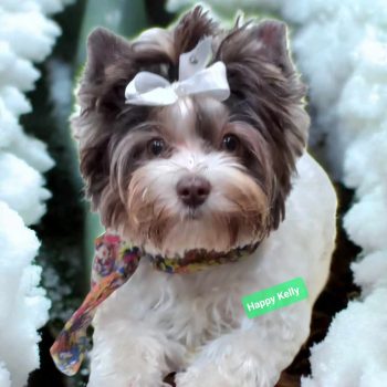 Resized_Photoroom-20241201_210037