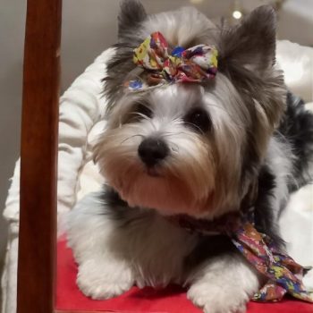 Resized_Photoroom-20241214_184457