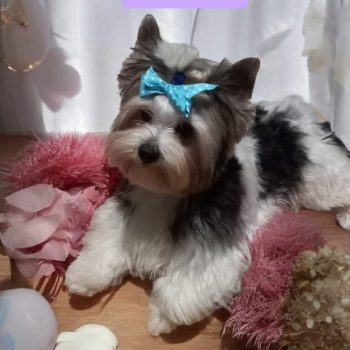 Resized_Photoroom-20241214_185000