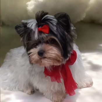 Resized_Photoroom-20250116_122230