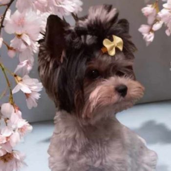 Resized_Photoroom-20250116_125335